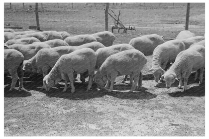 Sheep Farm in Hoxie Kansas August 1939 FSA Photo