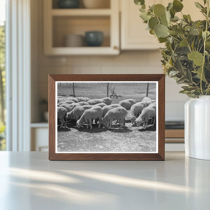 Sheep Farm in Hoxie Kansas August 1939 FSA Photo