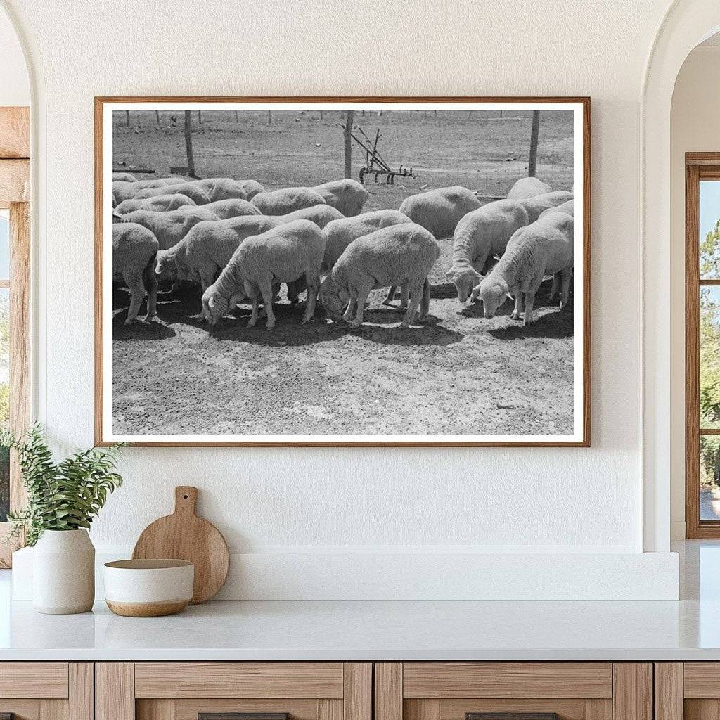 Sheep Farm in Hoxie Kansas August 1939 FSA Photo