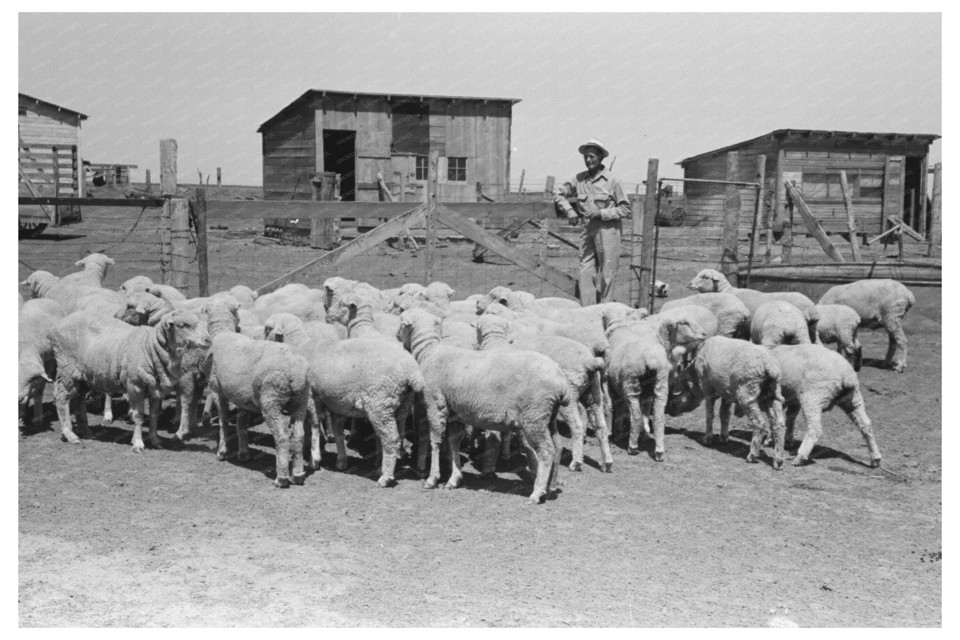 Sheep on Farm Security Administration Clients Land 1939