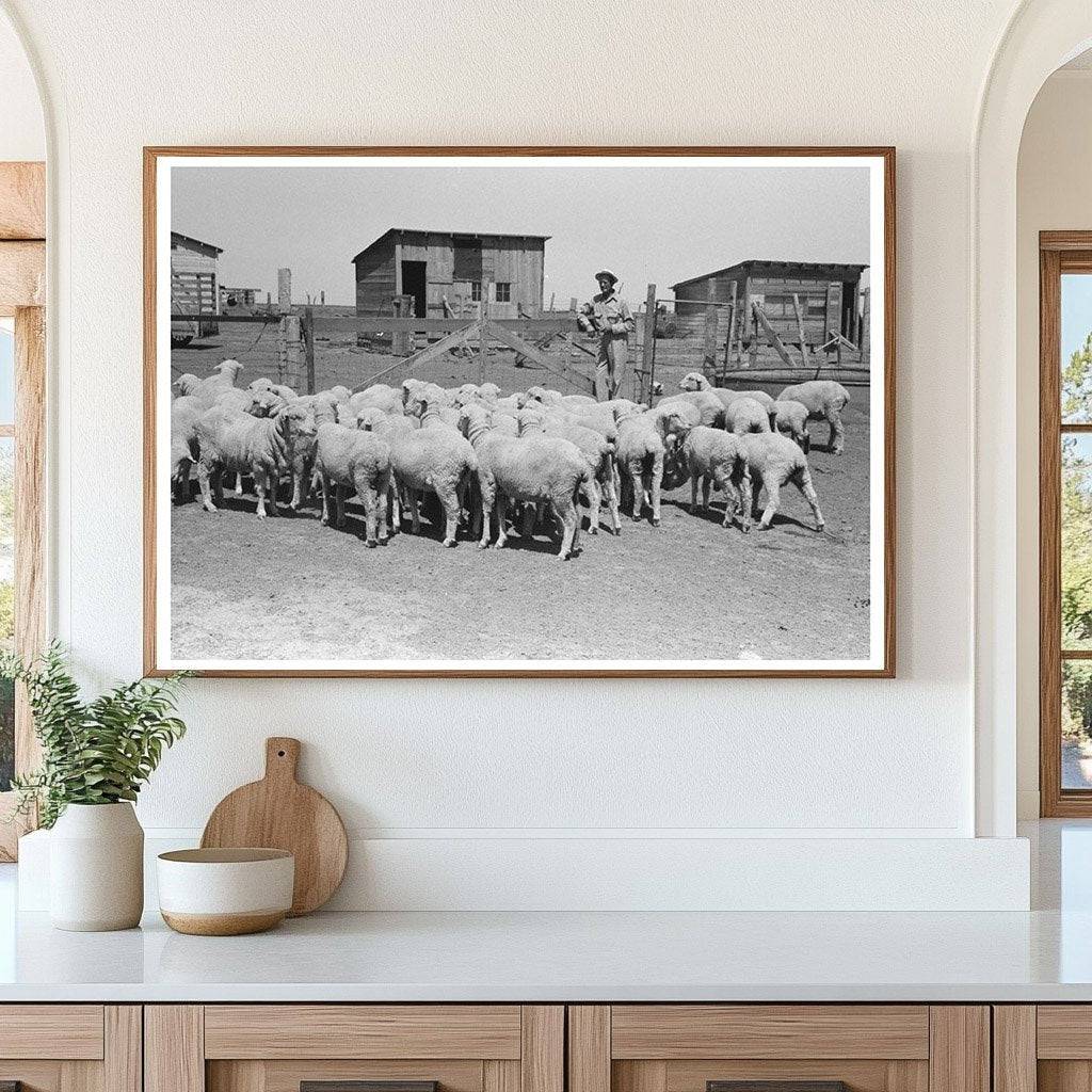 Sheep on Farm Security Administration Clients Land 1939