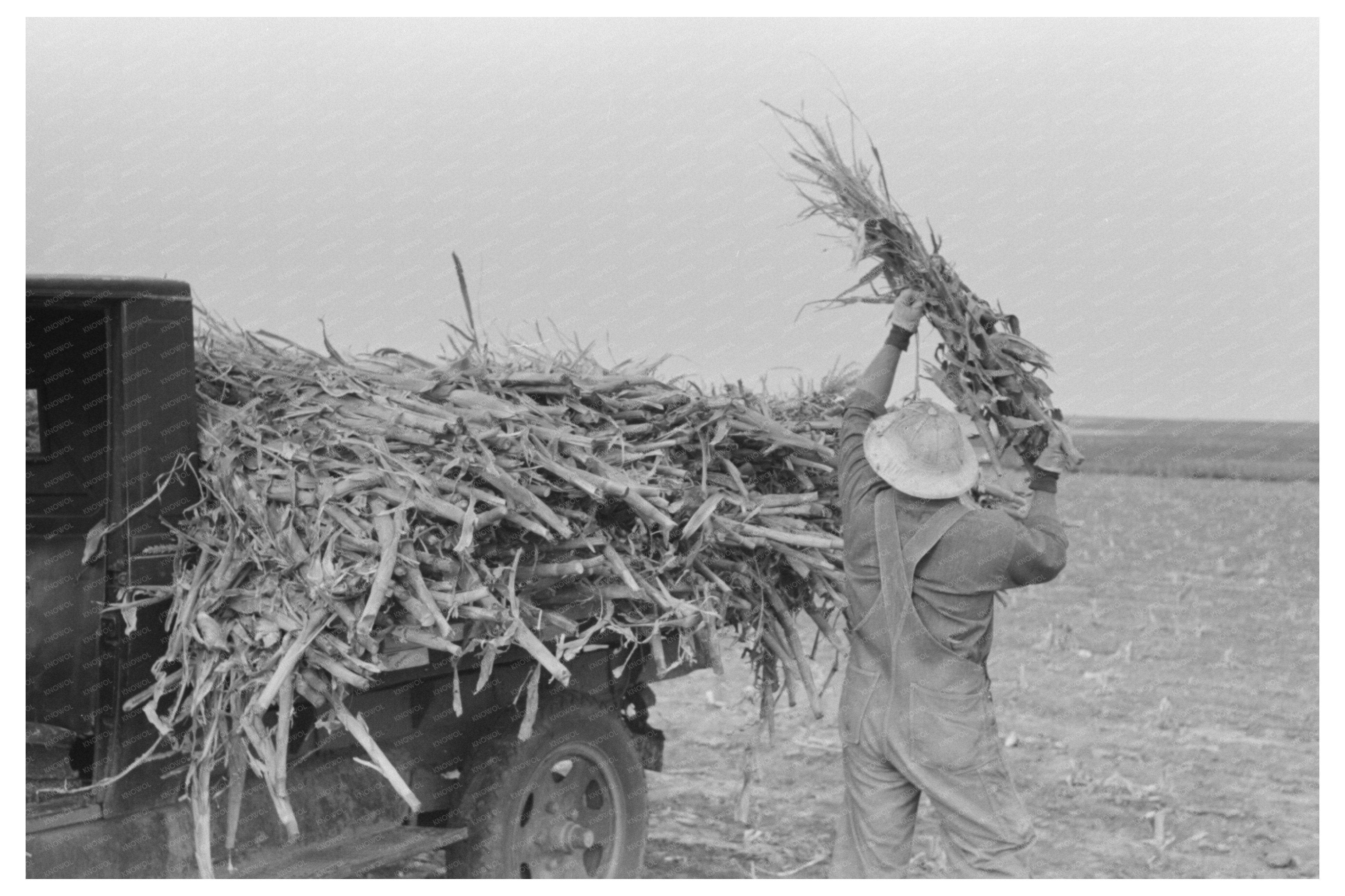 Loading Corn for Fodder Sheridan County Kansas 1939