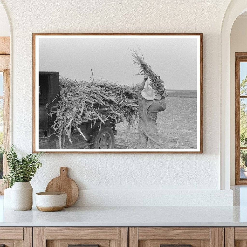 Loading Corn for Fodder Sheridan County Kansas 1939