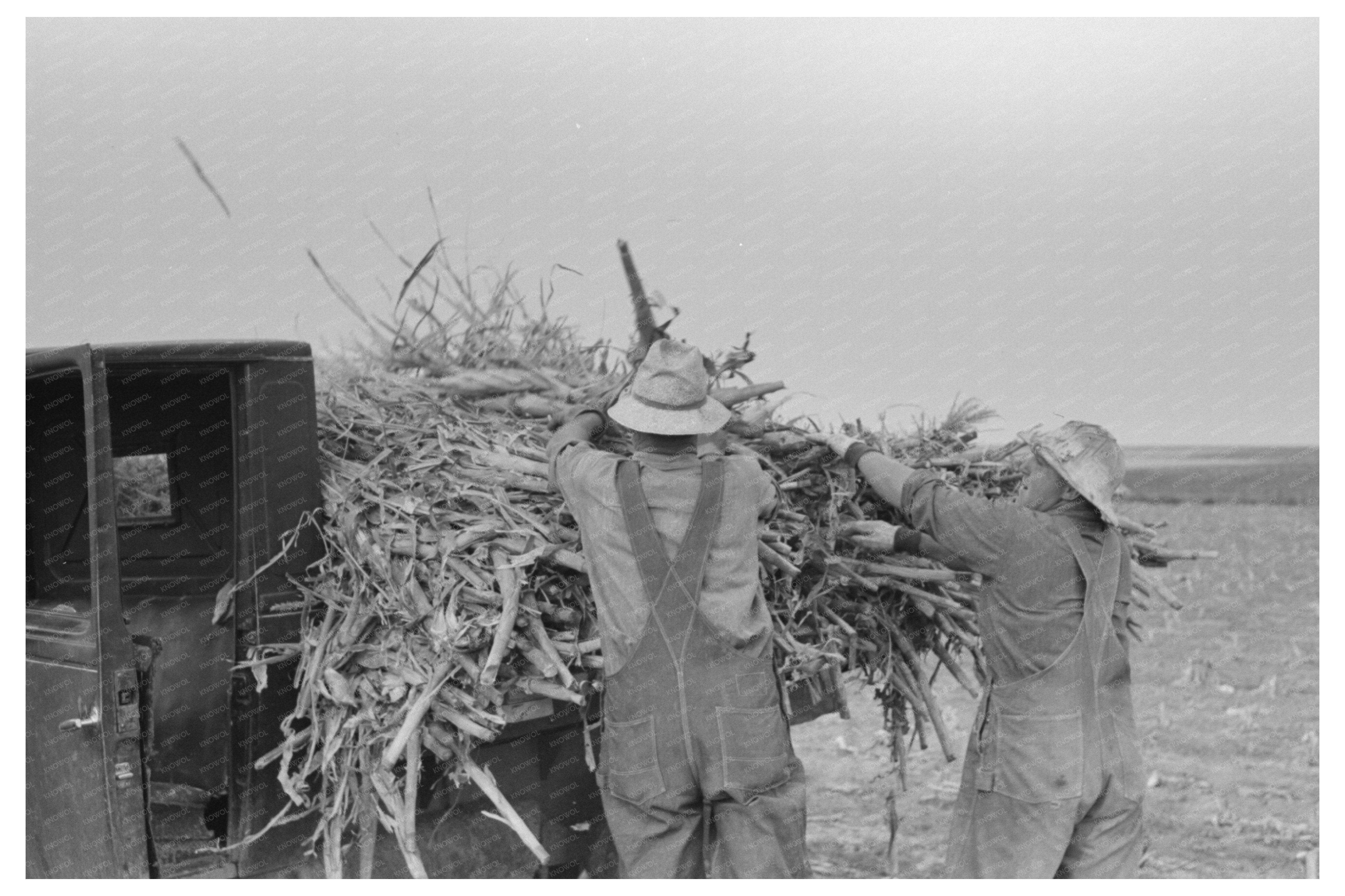 Vintage 1939 Kansas Corn Loading for Fodder Photo