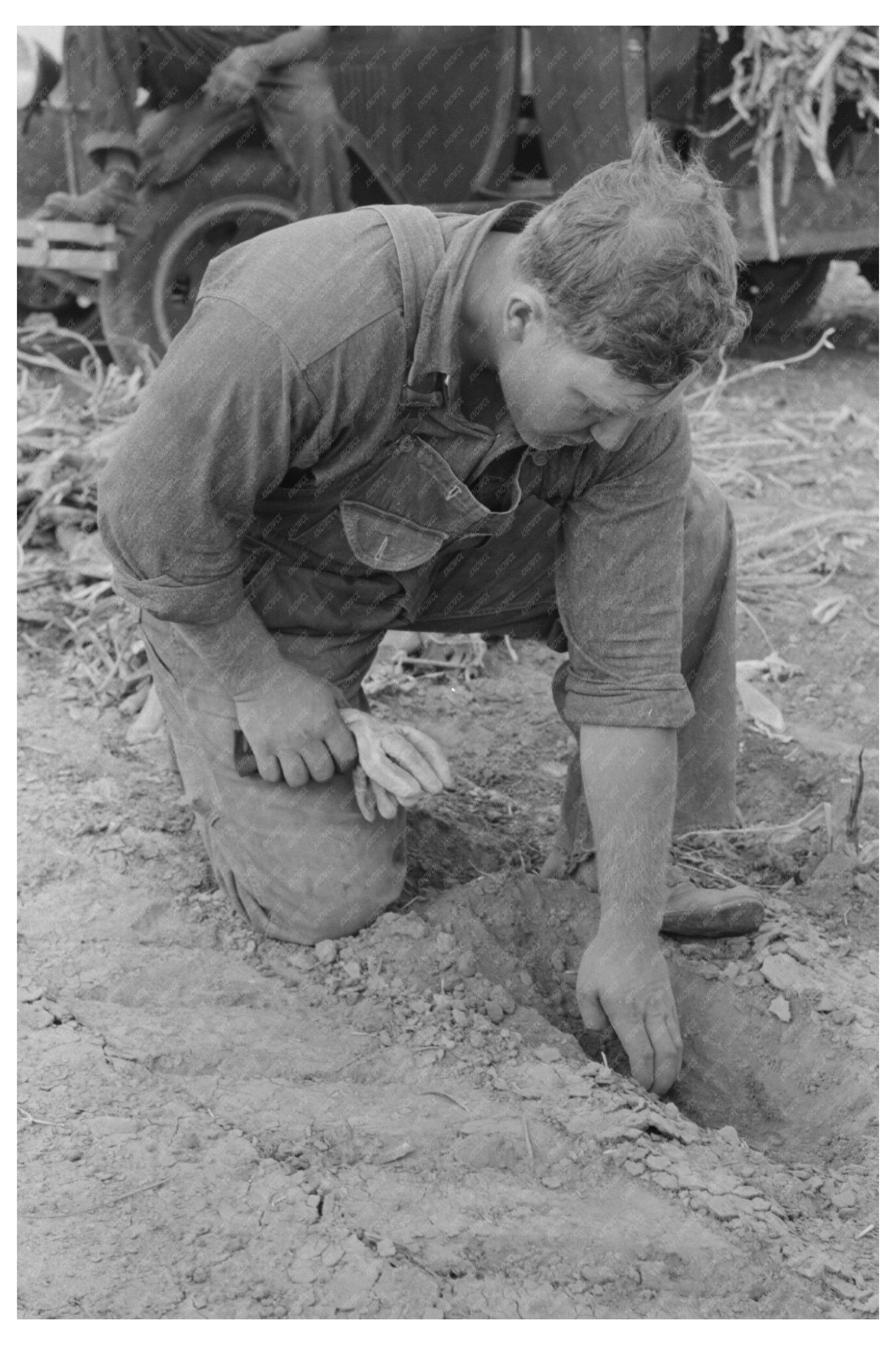 Farmer Assessing Soil Moisture Kansas August 1939