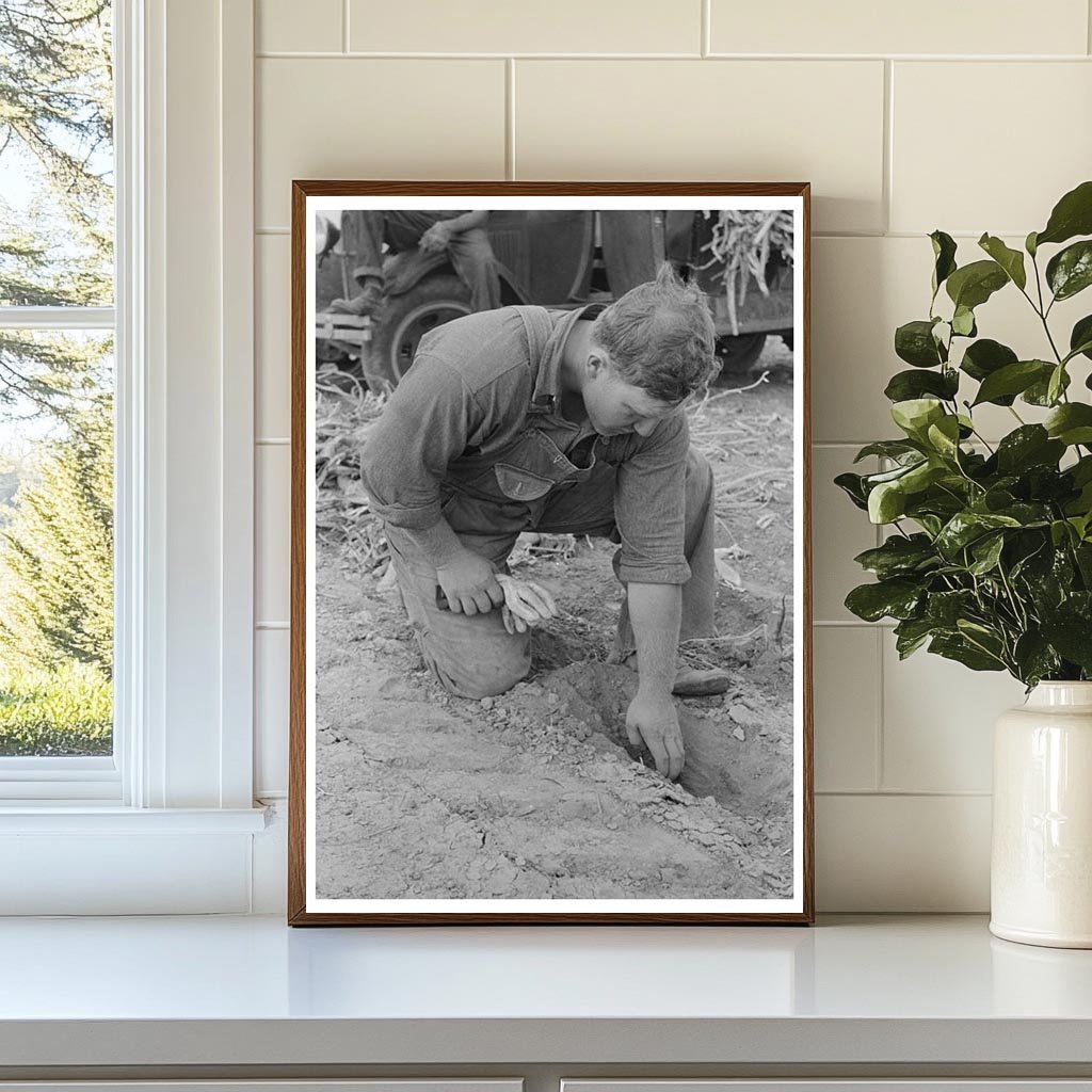 Farmer Assessing Soil Moisture Kansas August 1939