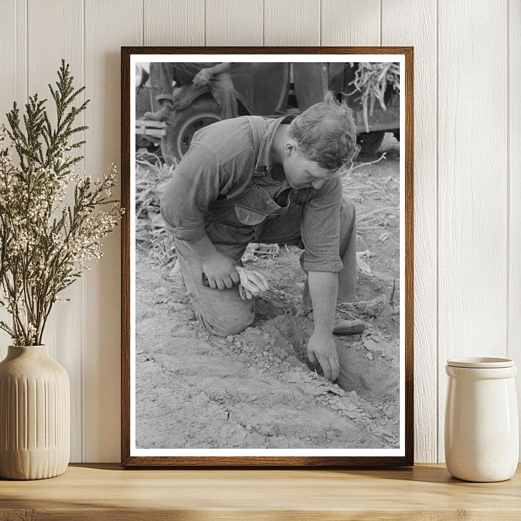 Farmer Assessing Soil Moisture Kansas August 1939