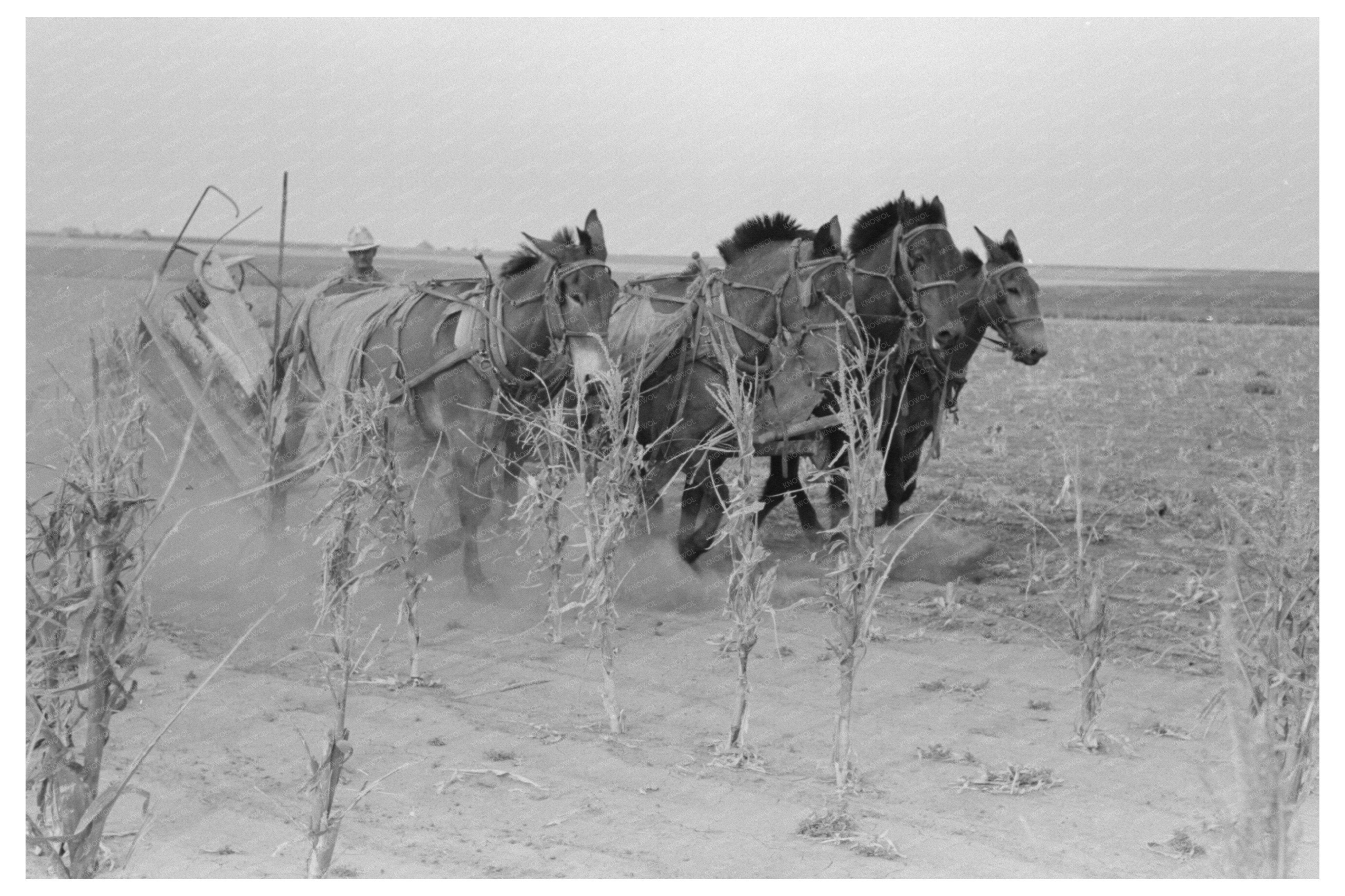 Four-Horse Team Cutting Corn in Kansas 1939