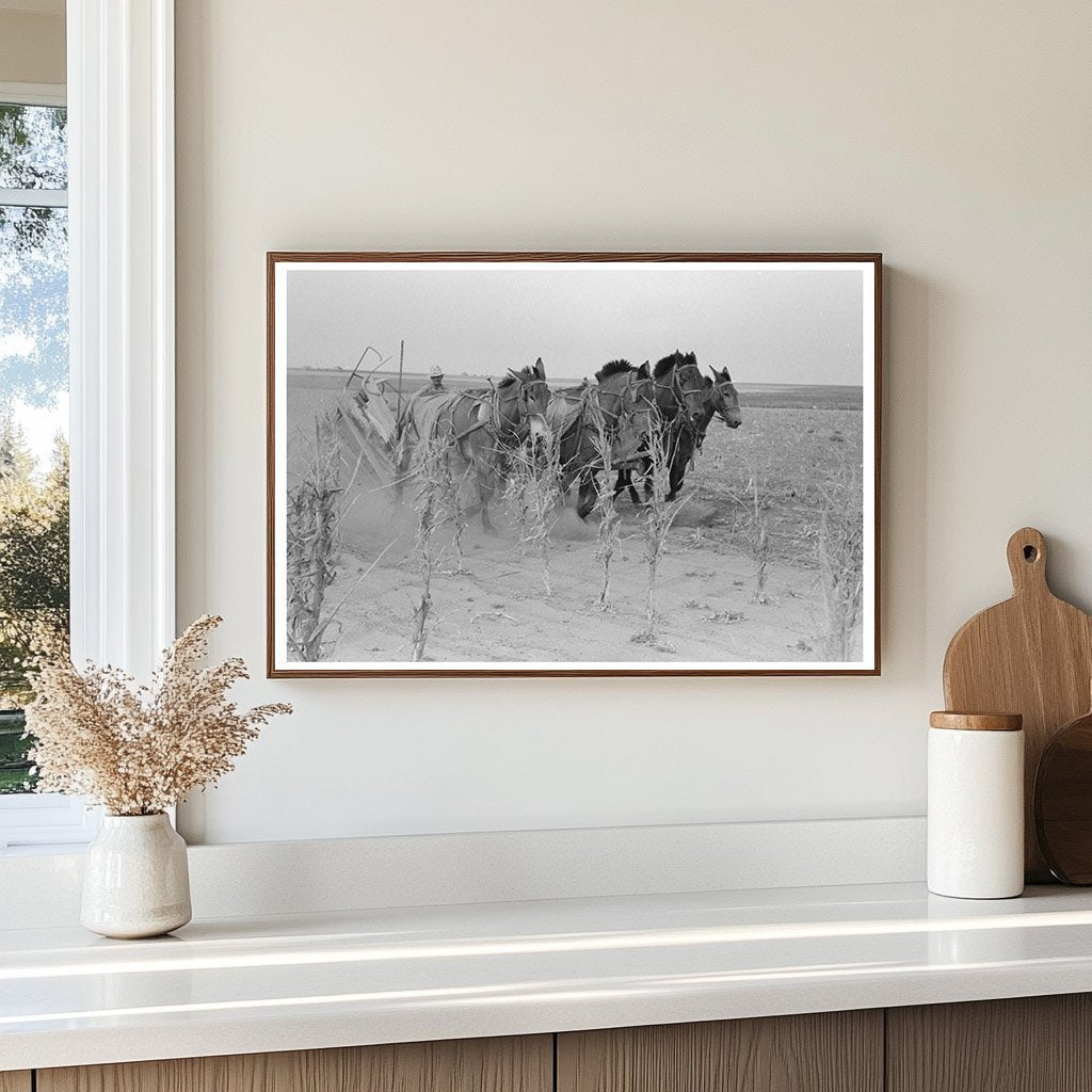 Four-Horse Team Cutting Corn in Kansas 1939