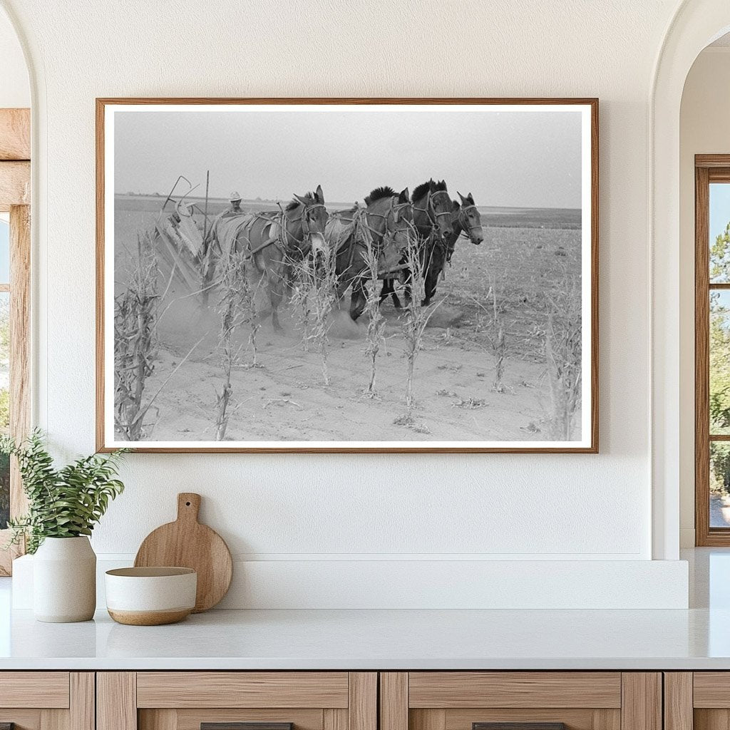 Four-Horse Team Cutting Corn in Kansas 1939