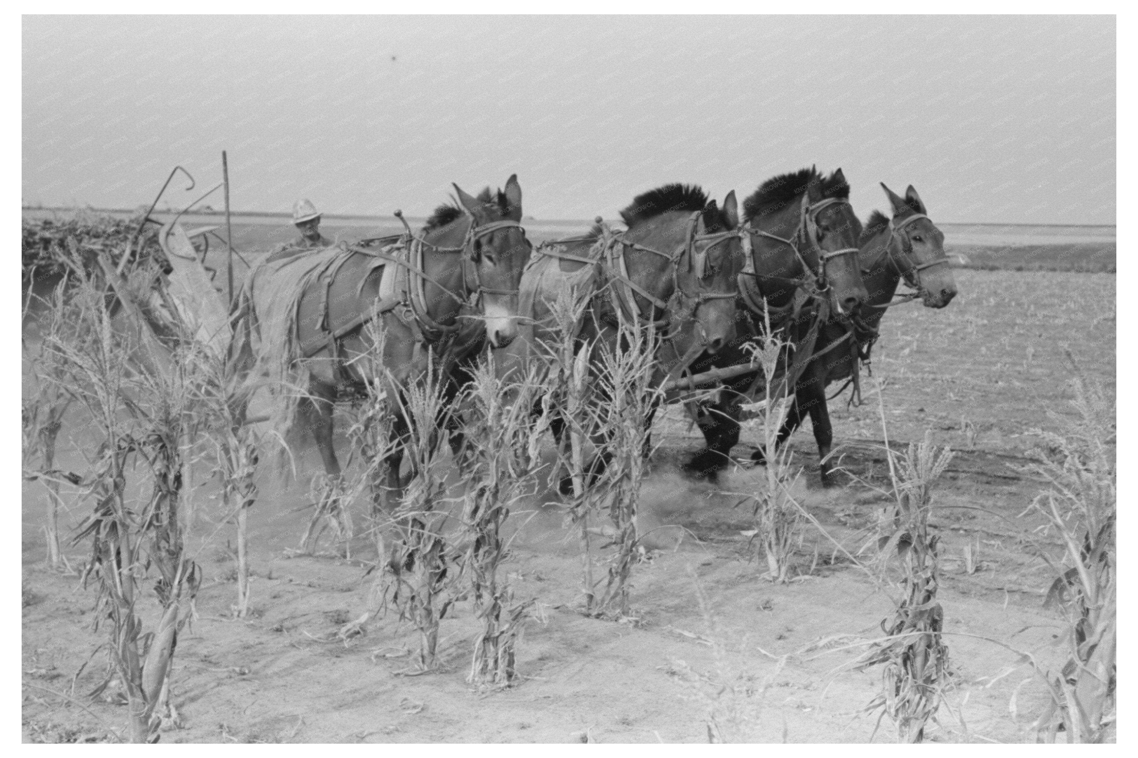 Four Horse Team Cutting Corn on Kansas Farm 1939