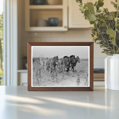 Four Horse Team Cutting Corn on Kansas Farm 1939