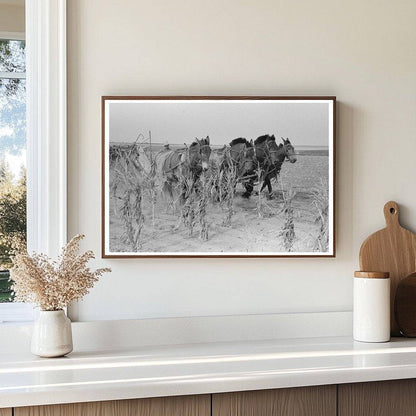 Four Horse Team Cutting Corn on Kansas Farm 1939