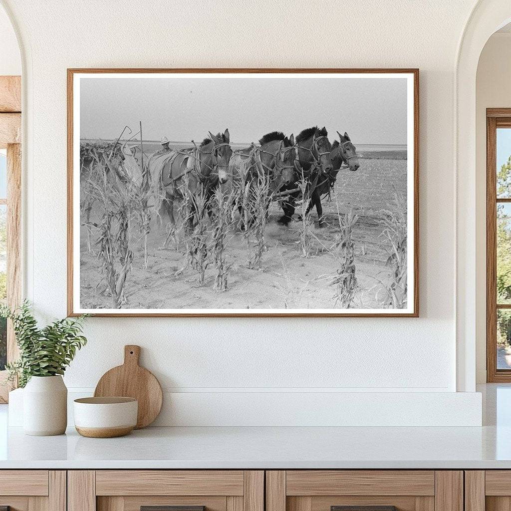 Four Horse Team Cutting Corn on Kansas Farm 1939