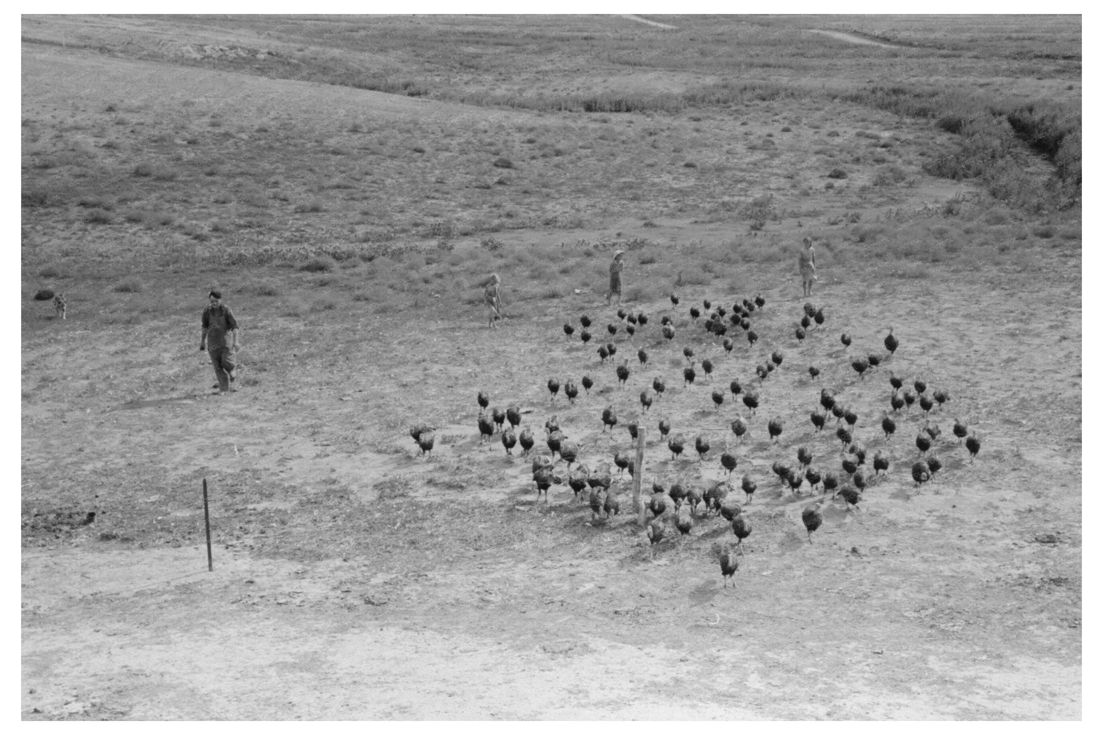 Turkeys on Schoenfeldt Farm Kansas August 1939