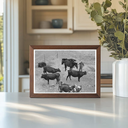 Cows and Horses in Sheridan County Kansas 1939