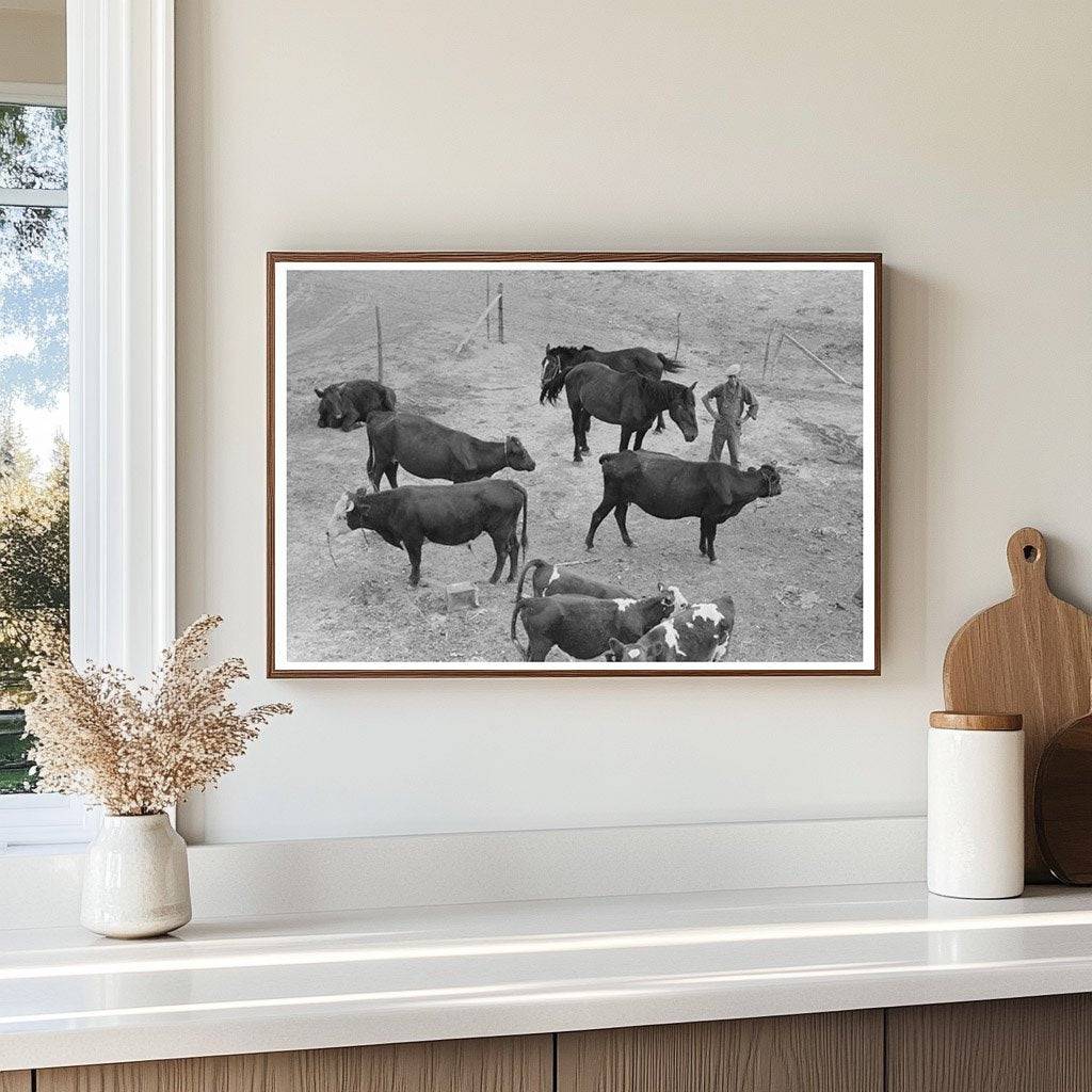 Cows and Horses in Sheridan County Kansas 1939