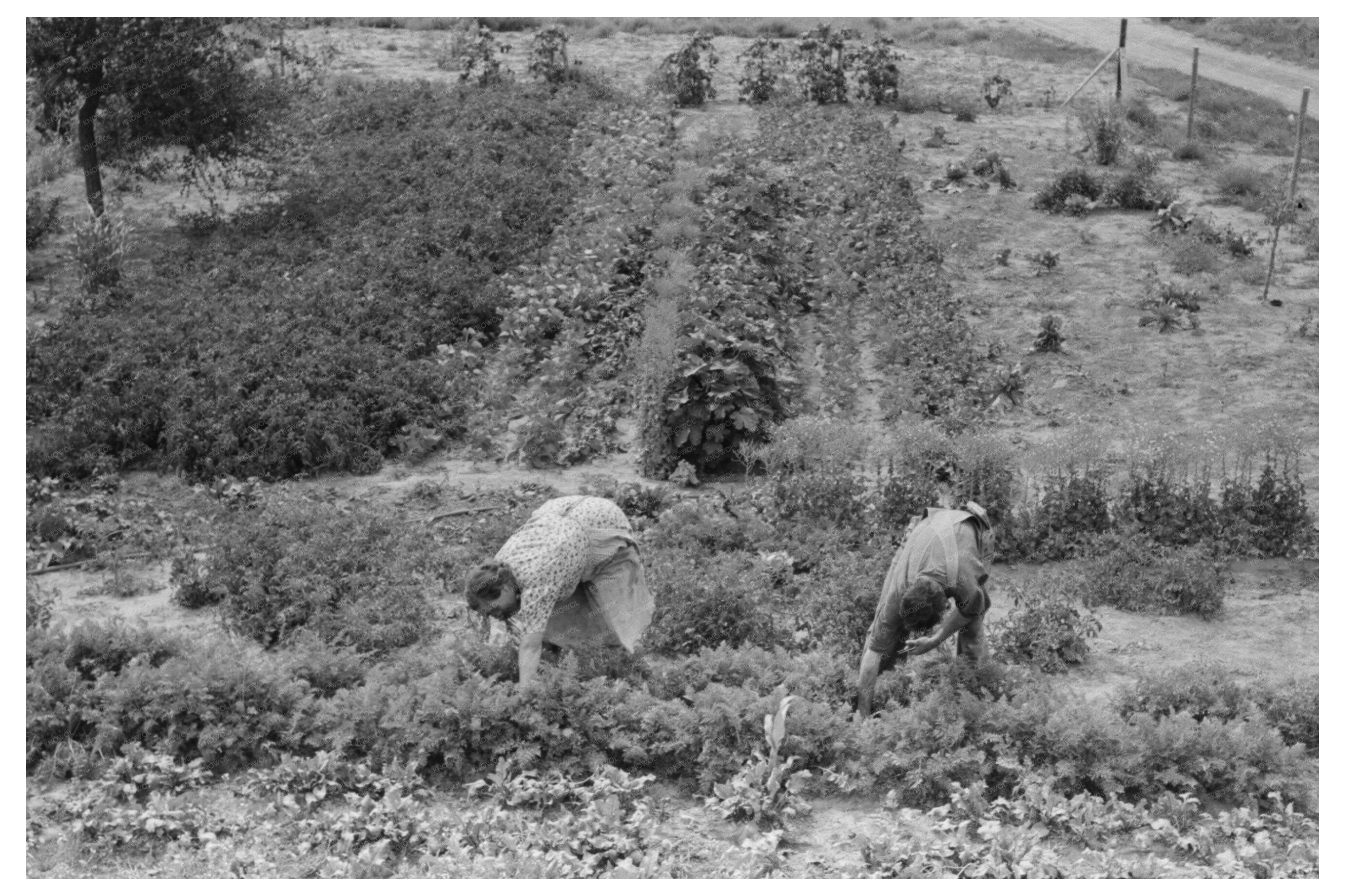 Mr and Mrs Schoenfeldt Harvesting Beets 1939