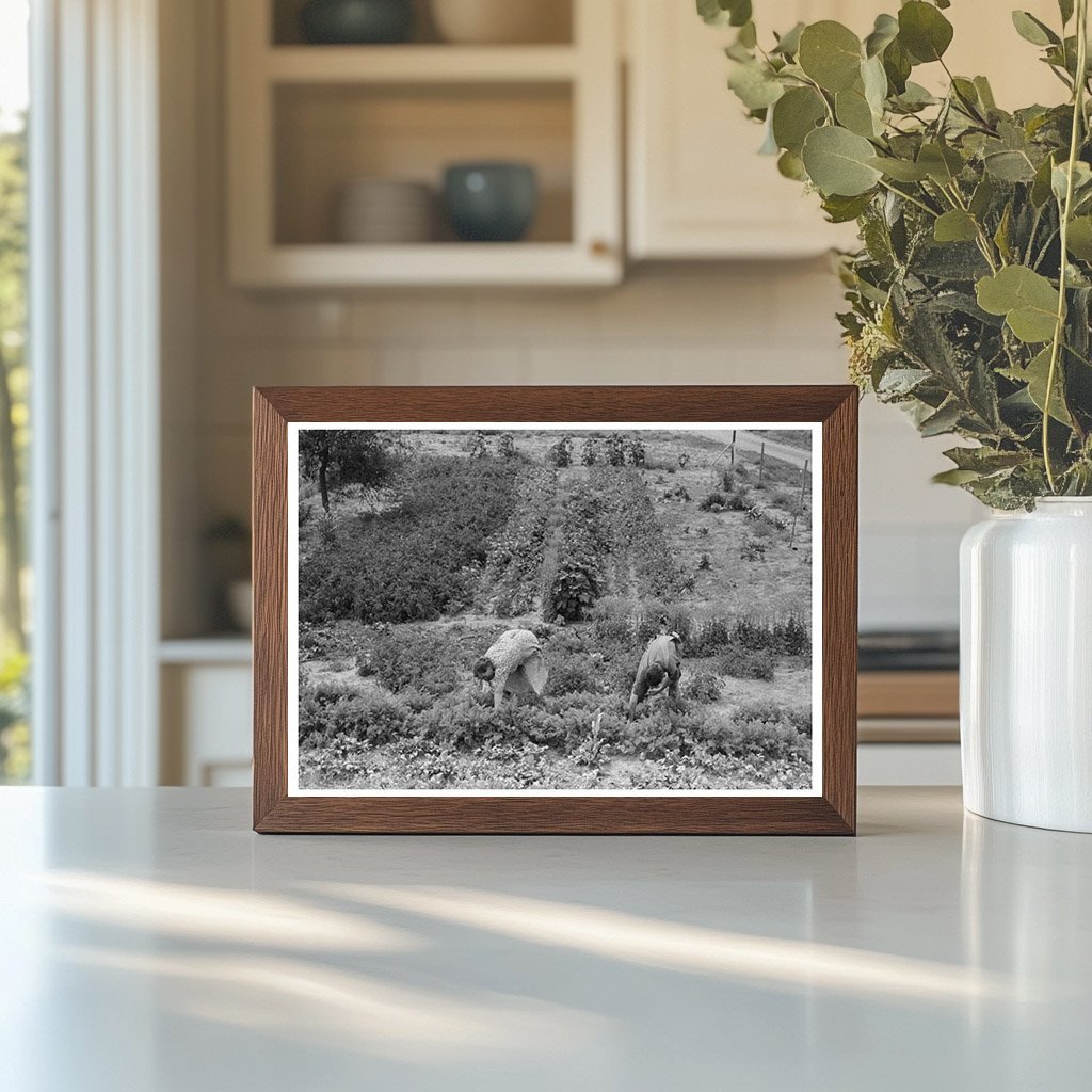 Mr and Mrs Schoenfeldt Harvesting Beets 1939