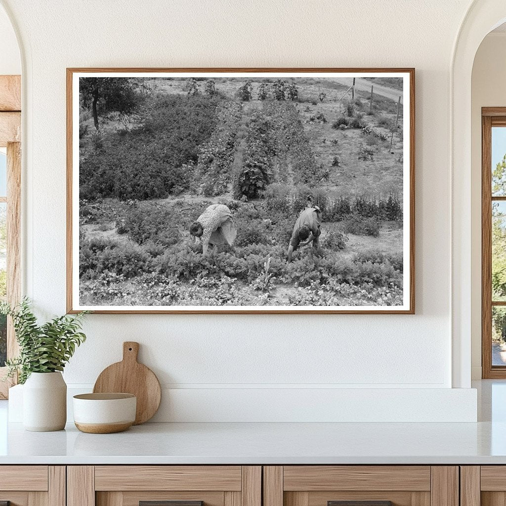 Mr and Mrs Schoenfeldt Harvesting Beets 1939