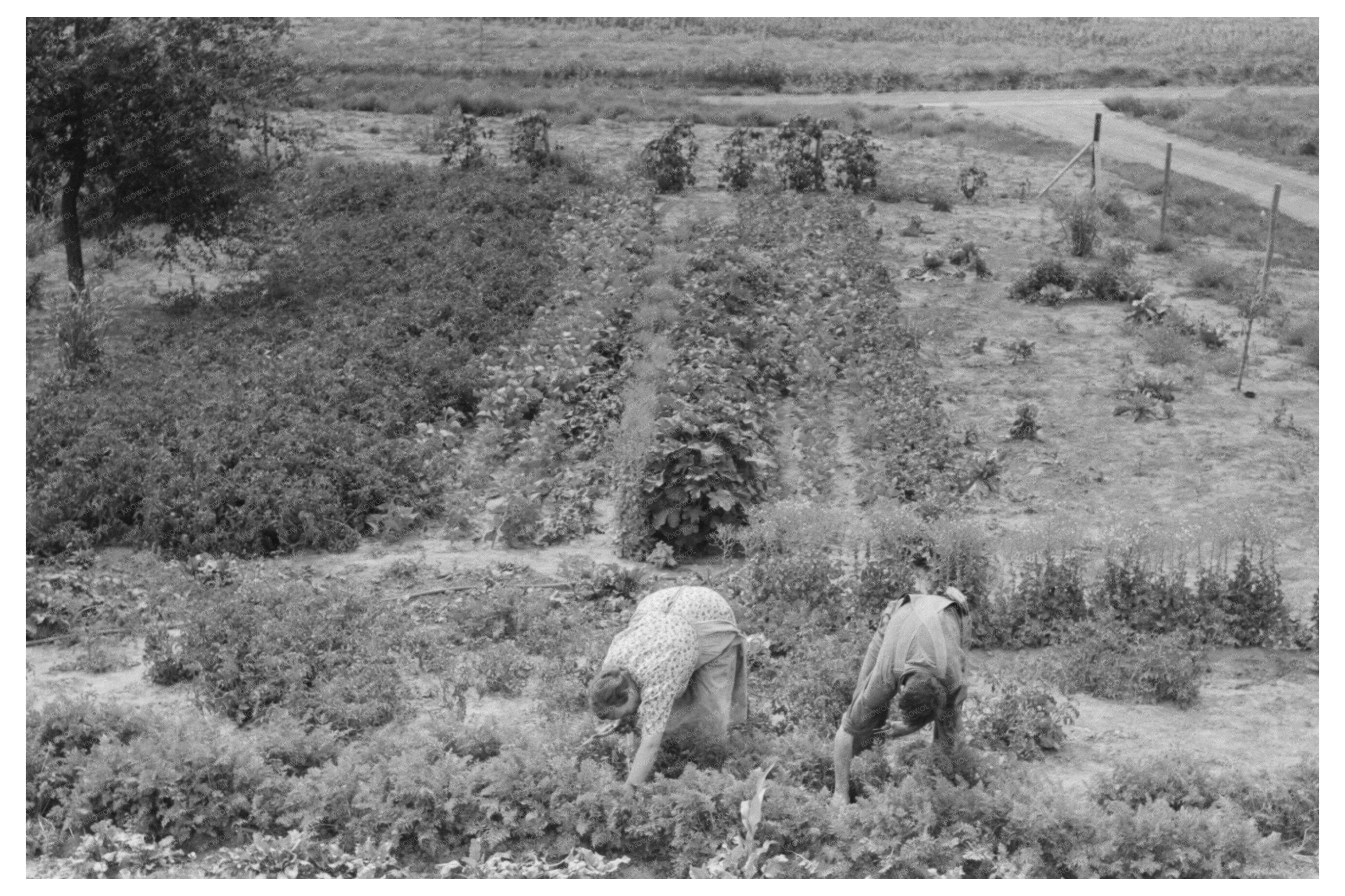 Mr and Mrs Schoenfeldt Harvesting Beets Kansas 1939