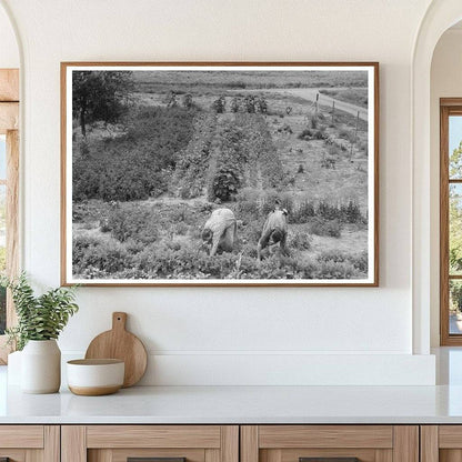 Mr and Mrs Schoenfeldt Harvesting Beets Kansas 1939