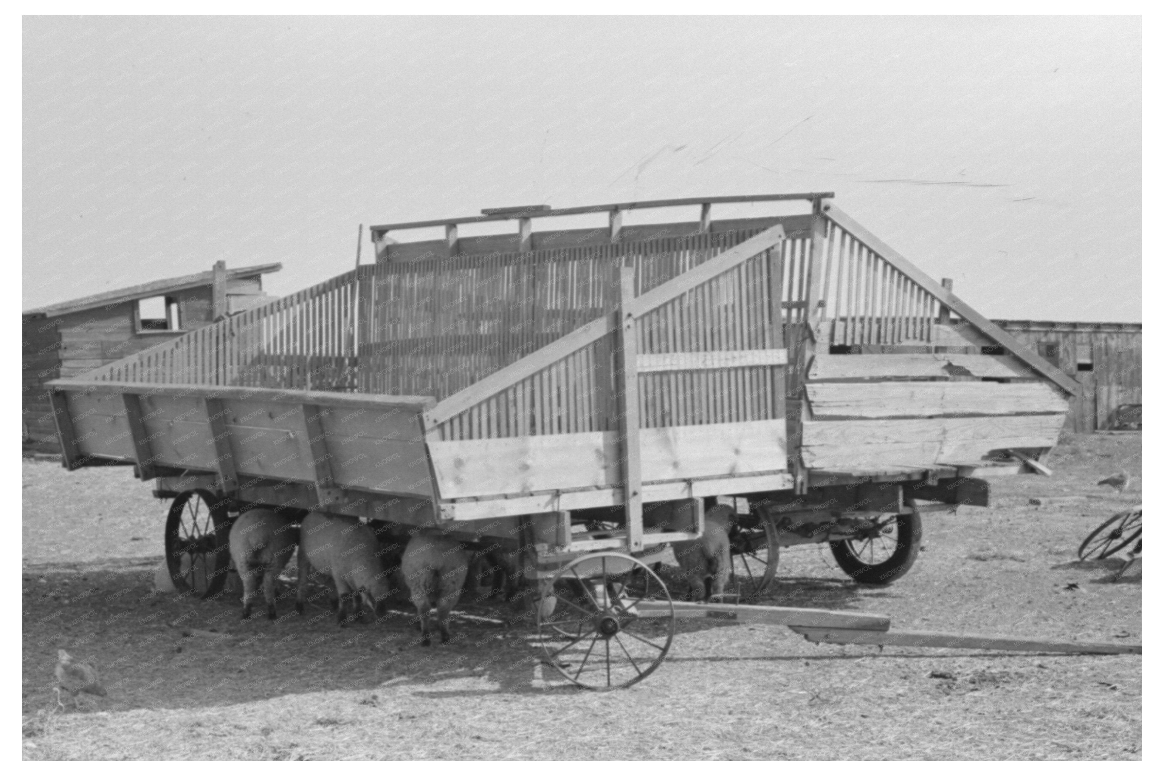 Hay Wagons on Farm in Sheridan County Kansas 1939