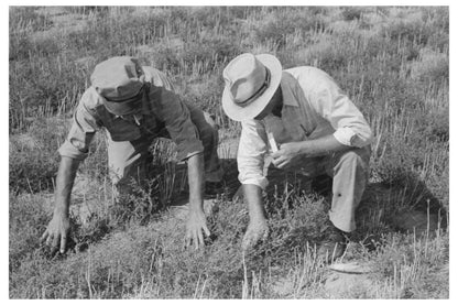 Farm Security Administration Examines Tumbleweed August 1939