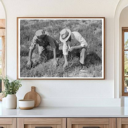 Farm Security Administration Examines Tumbleweed August 1939