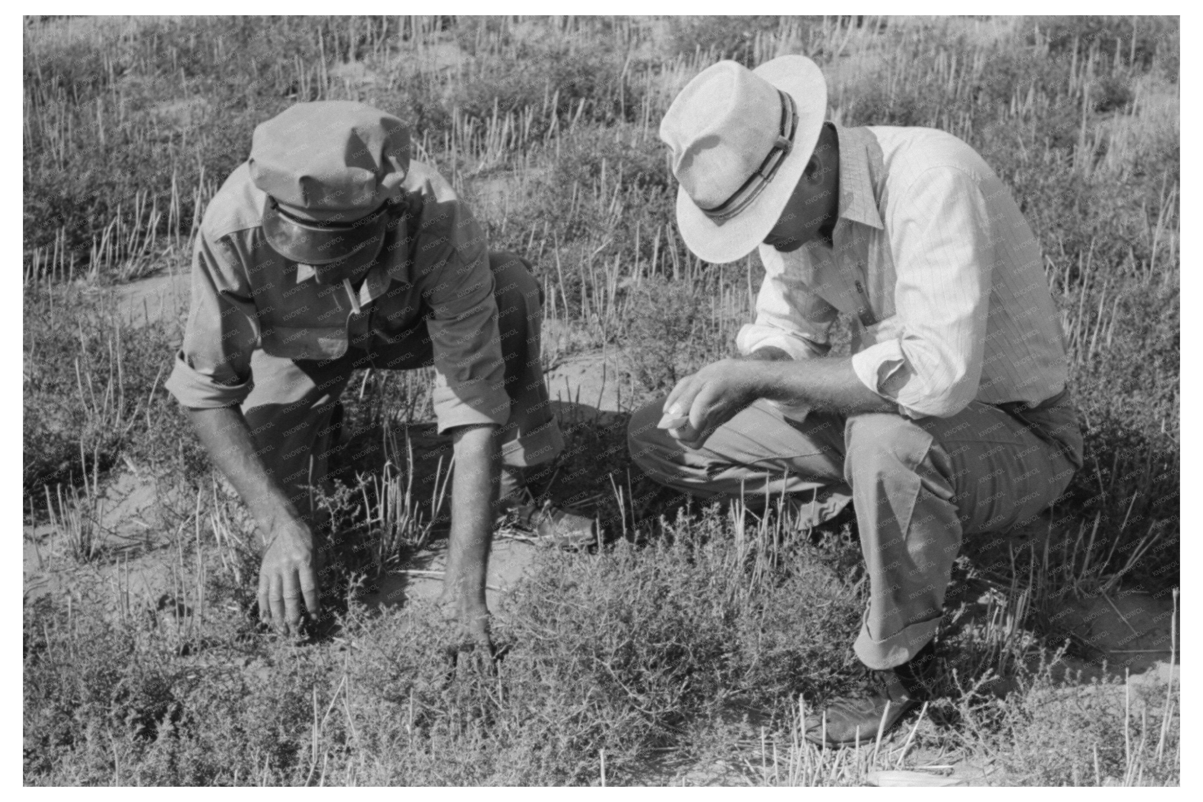 Farm Security Administration Tumbleweed Inspection 1939
