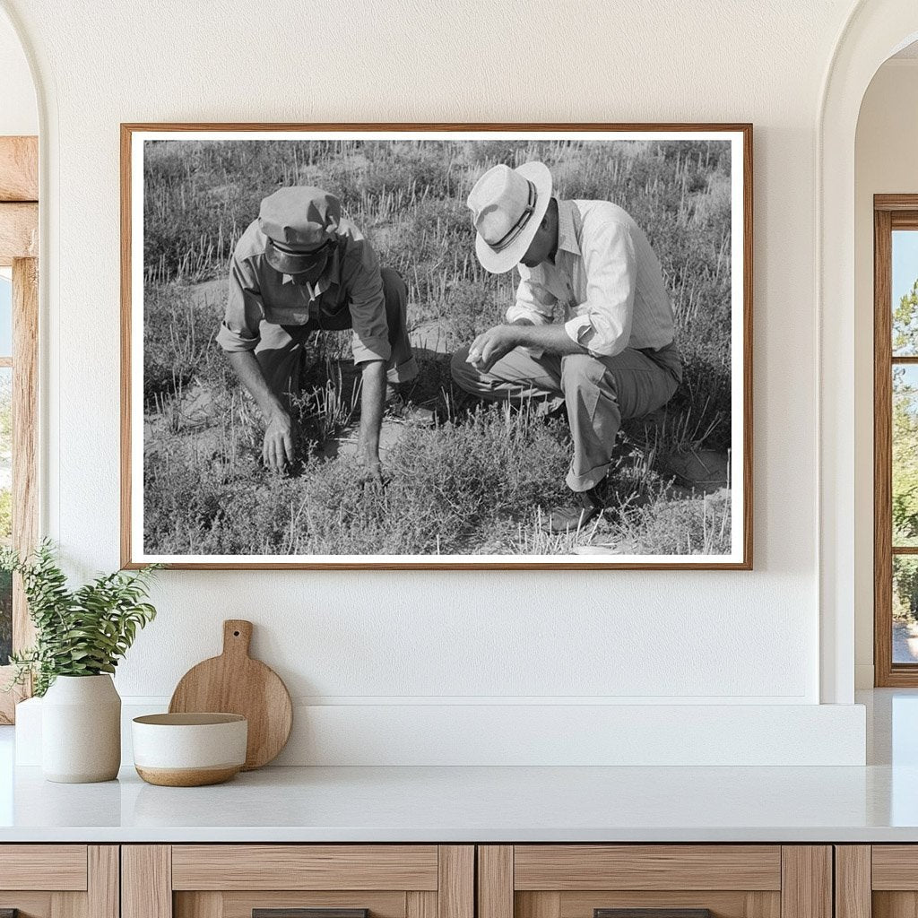 Farm Security Administration Tumbleweed Inspection 1939