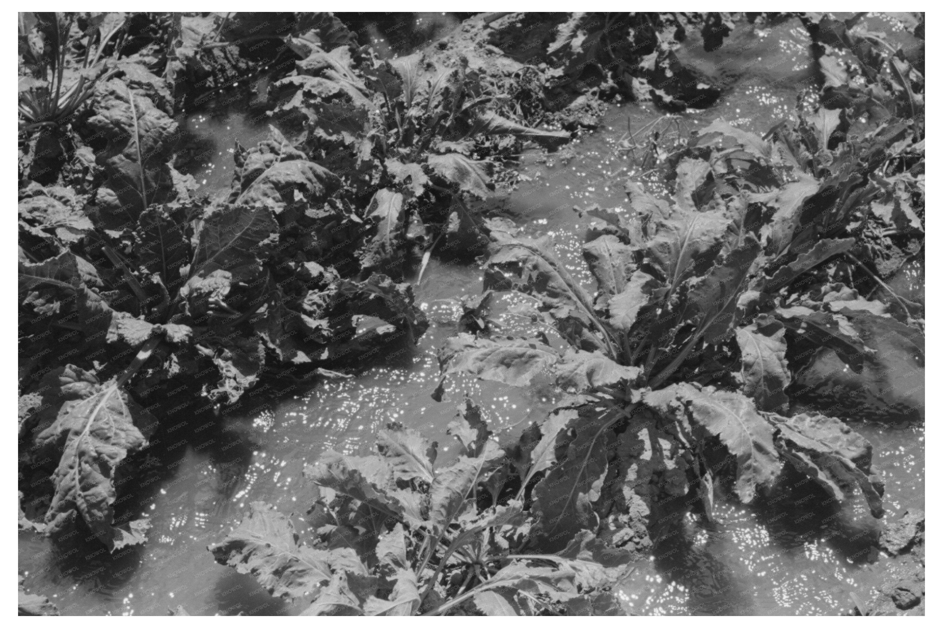 Irrigated Sugar Beets on Johnson Farm Kansas 1939