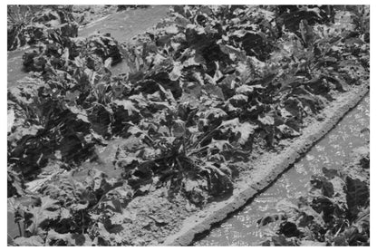 Irrigated Sugar Beets Field Kansas August 1939