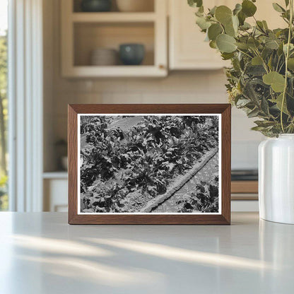 Irrigated Sugar Beets Field Kansas August 1939