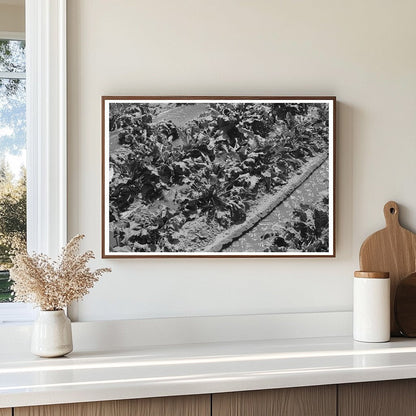 Irrigated Sugar Beets Field Kansas August 1939