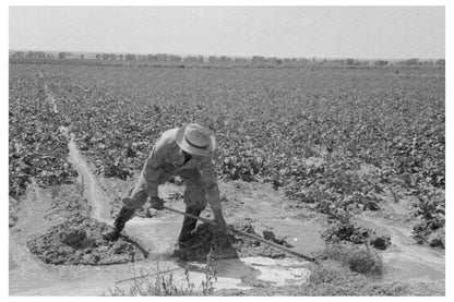 Irrigated Sugar Beet Fields near Syracuse Kansas 1939