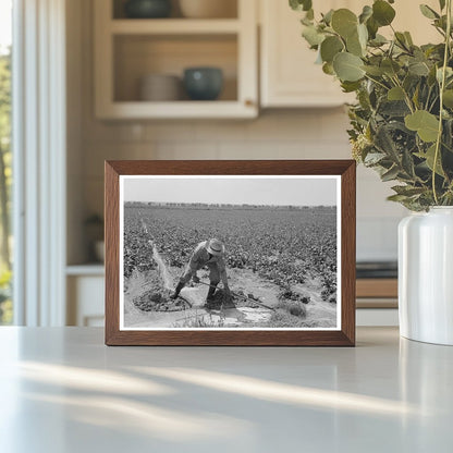 Irrigated Sugar Beet Fields near Syracuse Kansas 1939