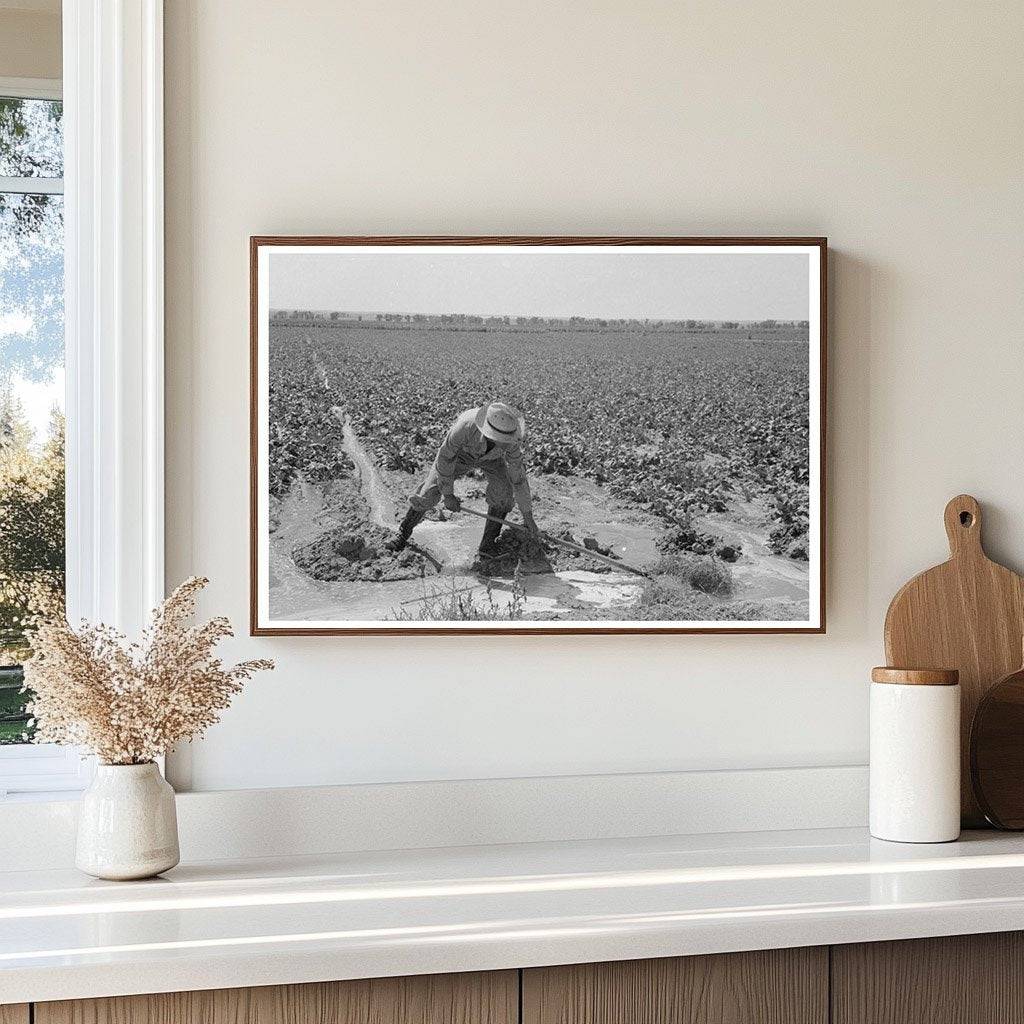 Irrigated Sugar Beet Fields near Syracuse Kansas 1939