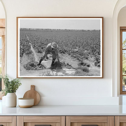 Irrigated Sugar Beet Fields near Syracuse Kansas 1939