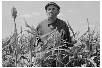 Mr. Wright with Corn Crop in Syracuse Kansas August 1939