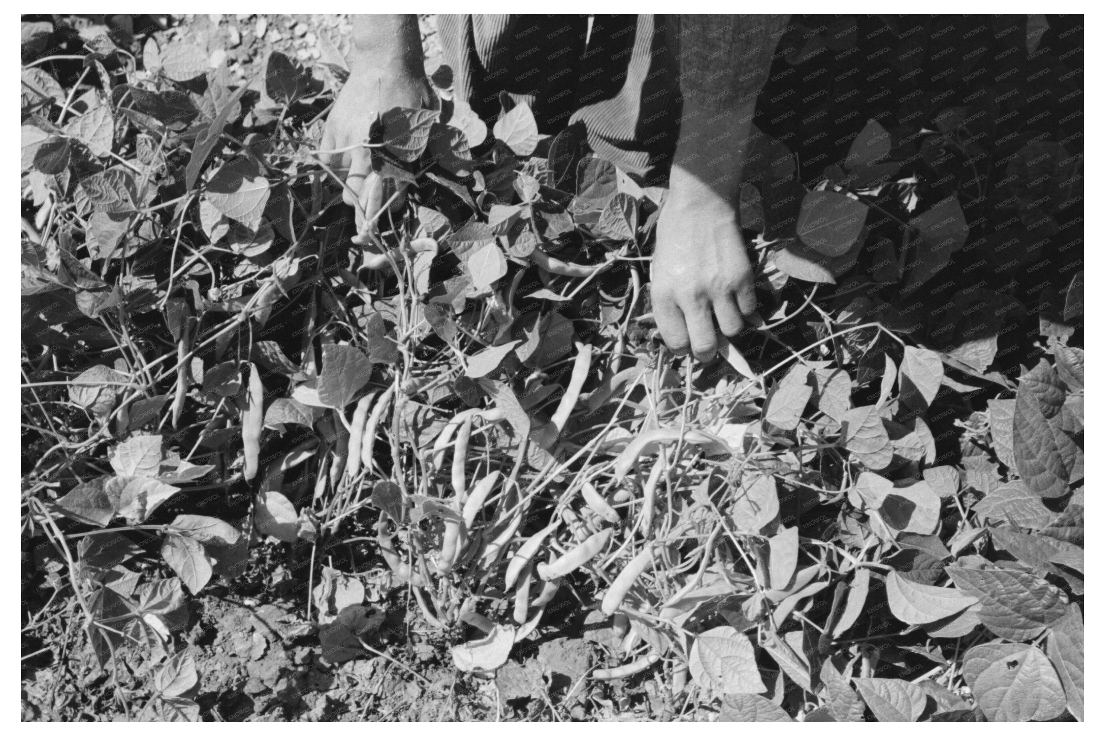 String Beans Growing on Kirk Farm Kansas August 1939