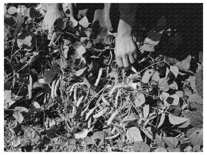 String Beans on Kirk Farm in Ordway Kansas 1939