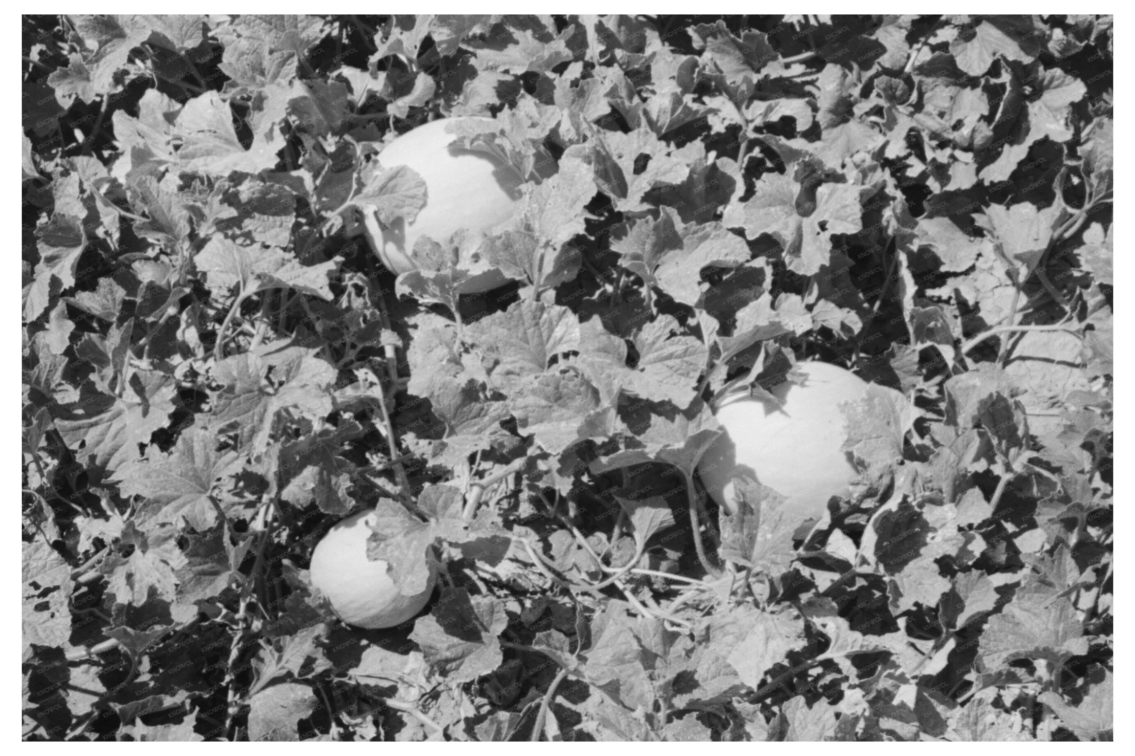 Honeydew Melons on Farm in Ordway Kansas August 1939
