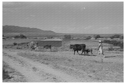 Young Girl Herds Cows in Taos County New Mexico 1939