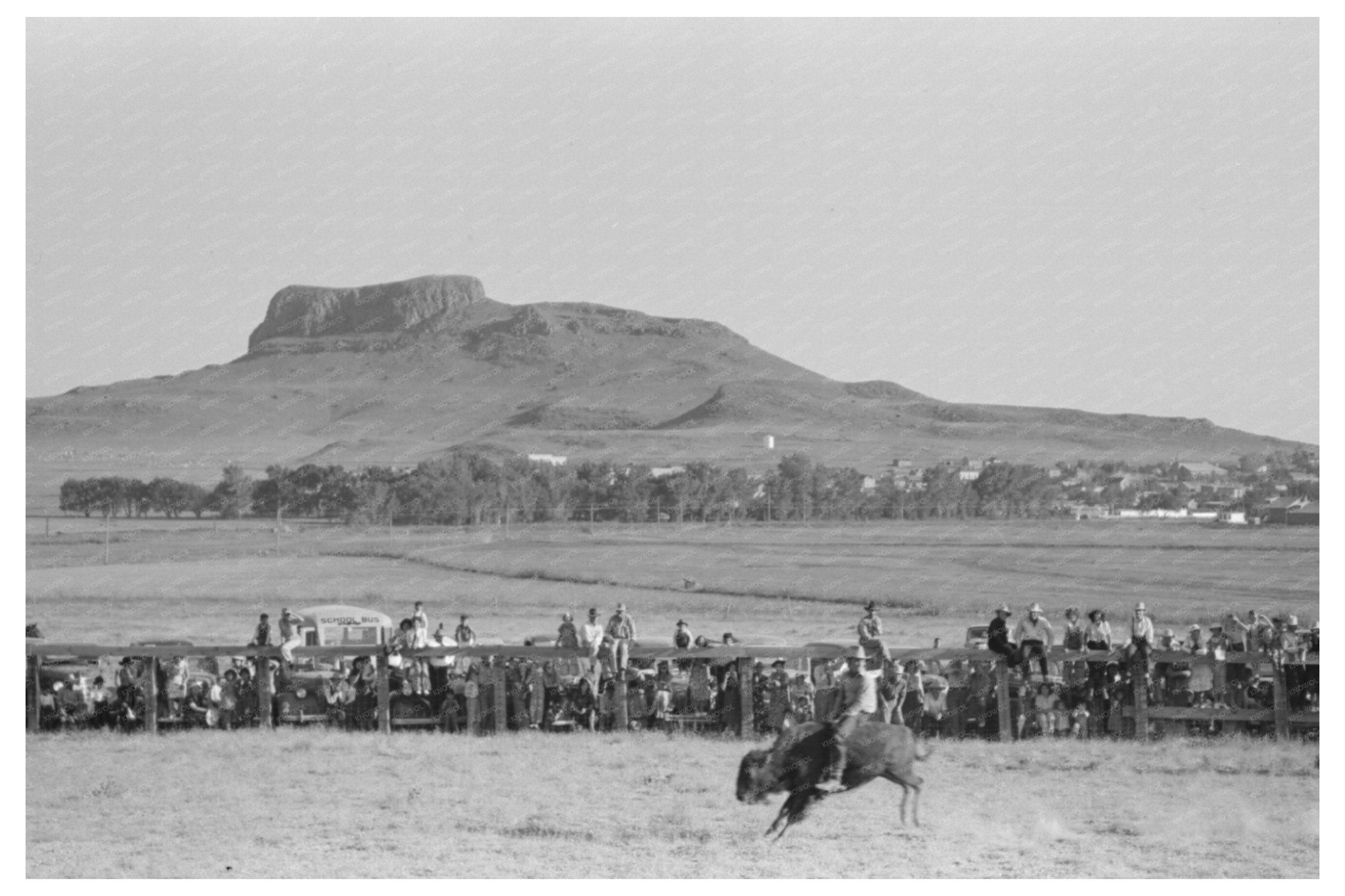 Rider on Buffalo at Bean Day Rodeo 1939 New Mexico