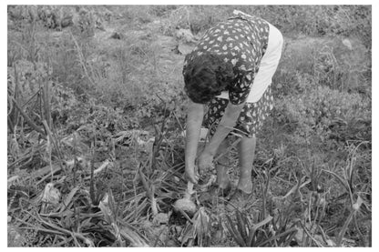 Ofelia Sandoval Harvesting Onions Taos County 1939