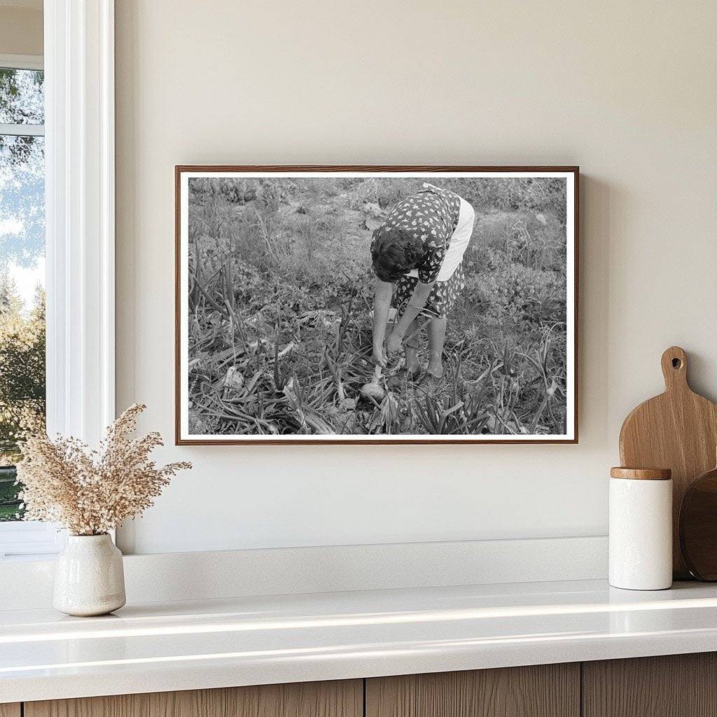 Ofelia Sandoval Harvesting Onions Taos County 1939