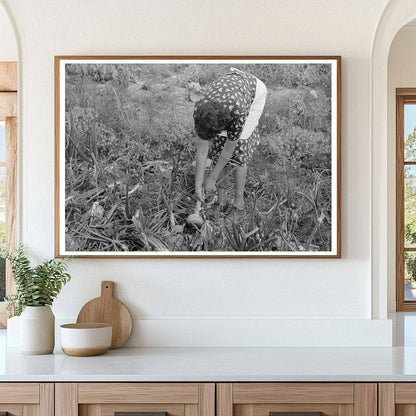 Ofelia Sandoval Harvesting Onions Taos County 1939