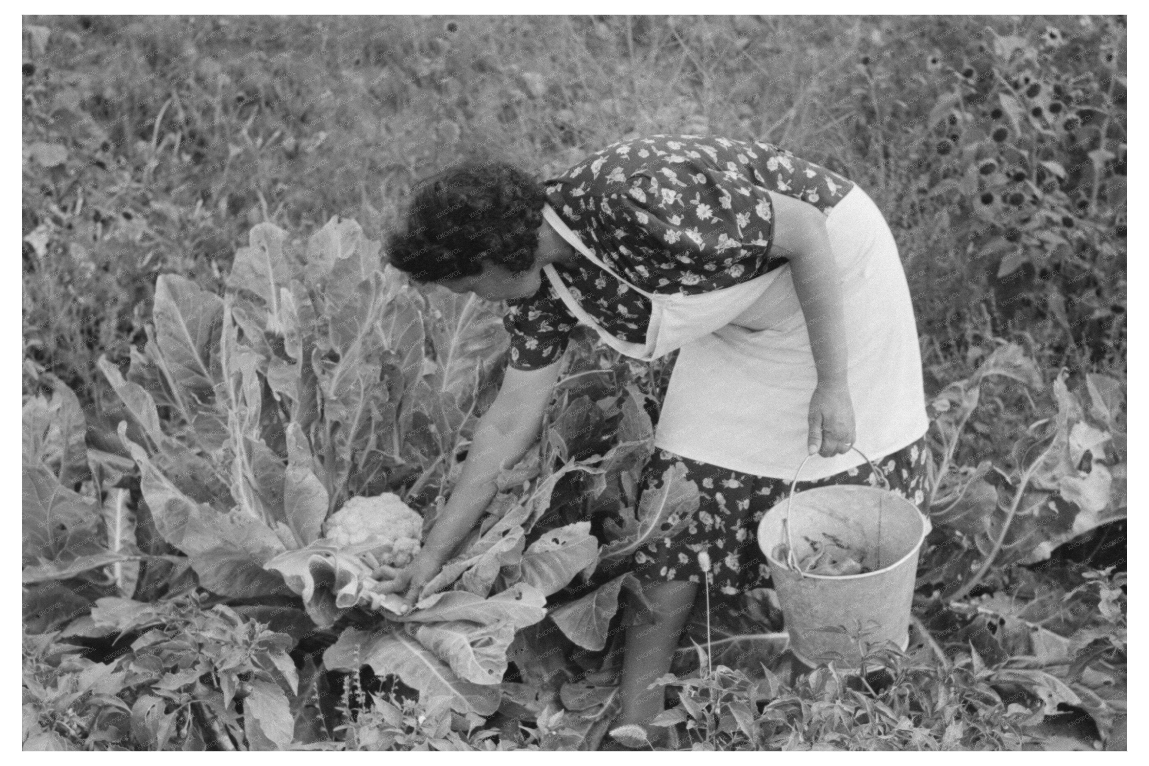 Ofelia Sandoval with Cauliflower in Taos County 1939