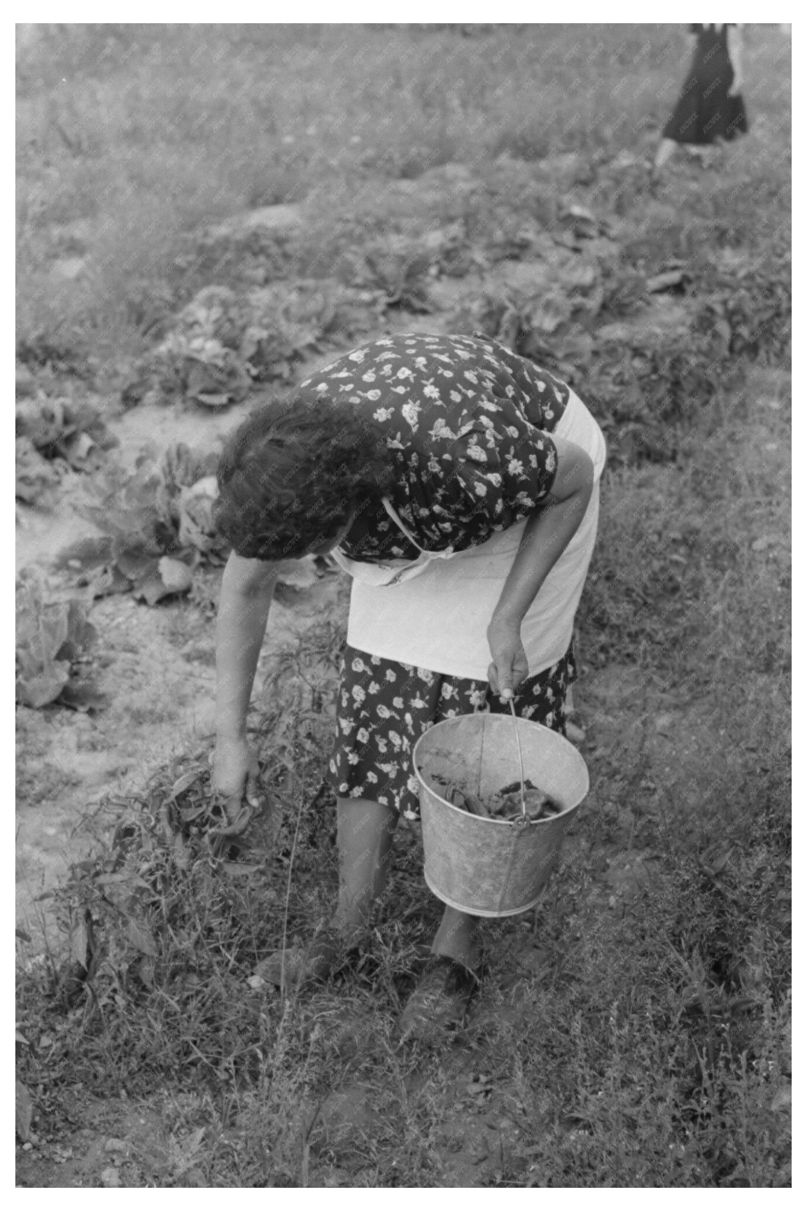 Woman Picking Chili Peppers in Taos County 1939